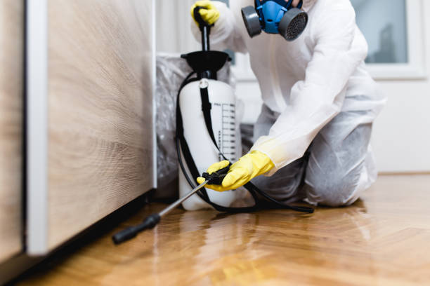 Best Wasp Removal Services  in Taylor Creek, OH