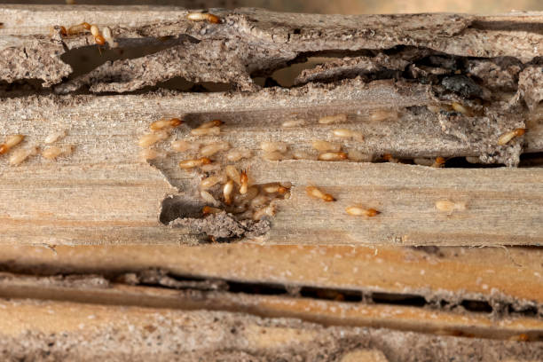 Best Residential Pest Control  in Taylor Creek, OH