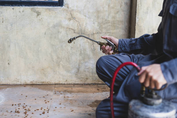 Best Termite Control Services  in Taylor Creek, OH